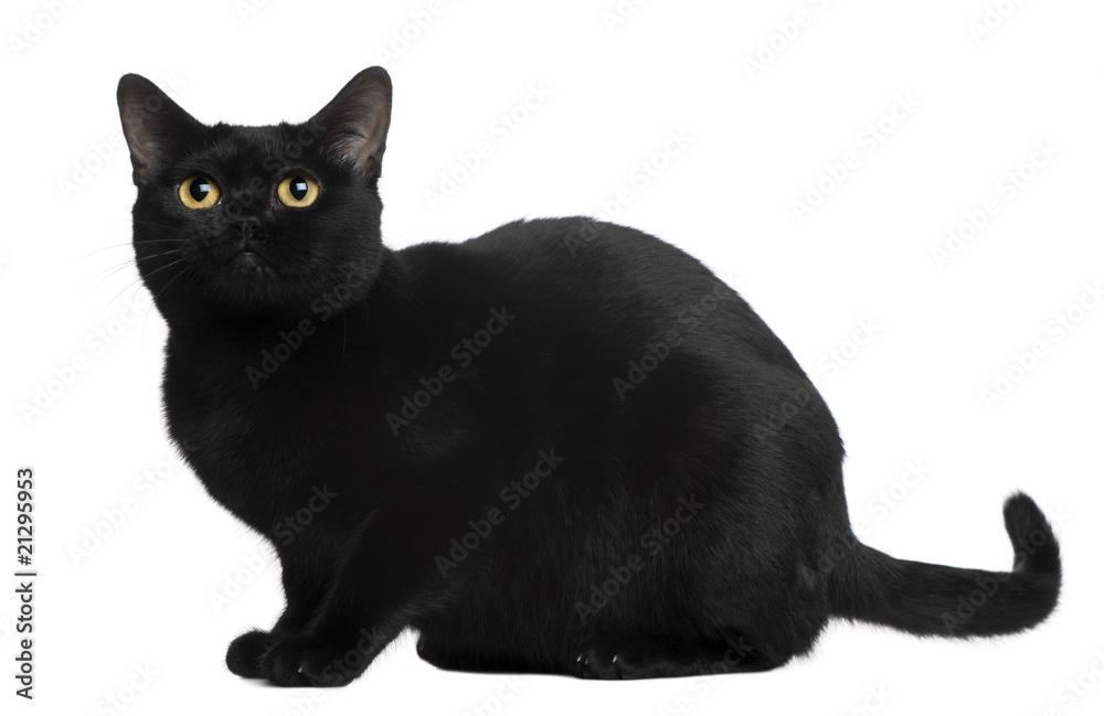 Side view of Bombay cat, sitting in front of white background