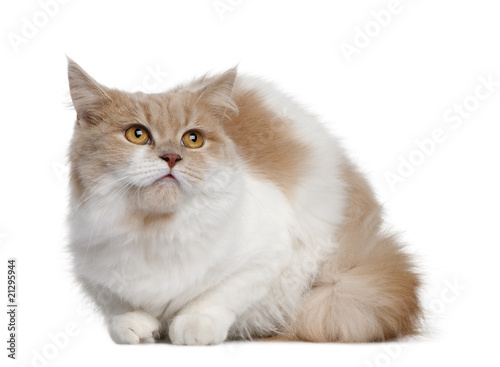Front view of Persian cat, lying down and looking up