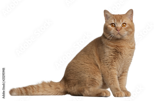 British shorthair cat  sitting in front of white background
