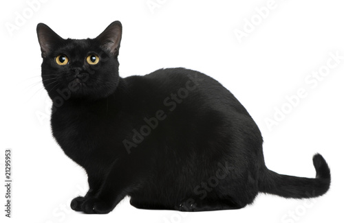 Fototapeta Naklejka Na Ścianę i Meble -  Side view of Bombay cat, sitting in front of white background