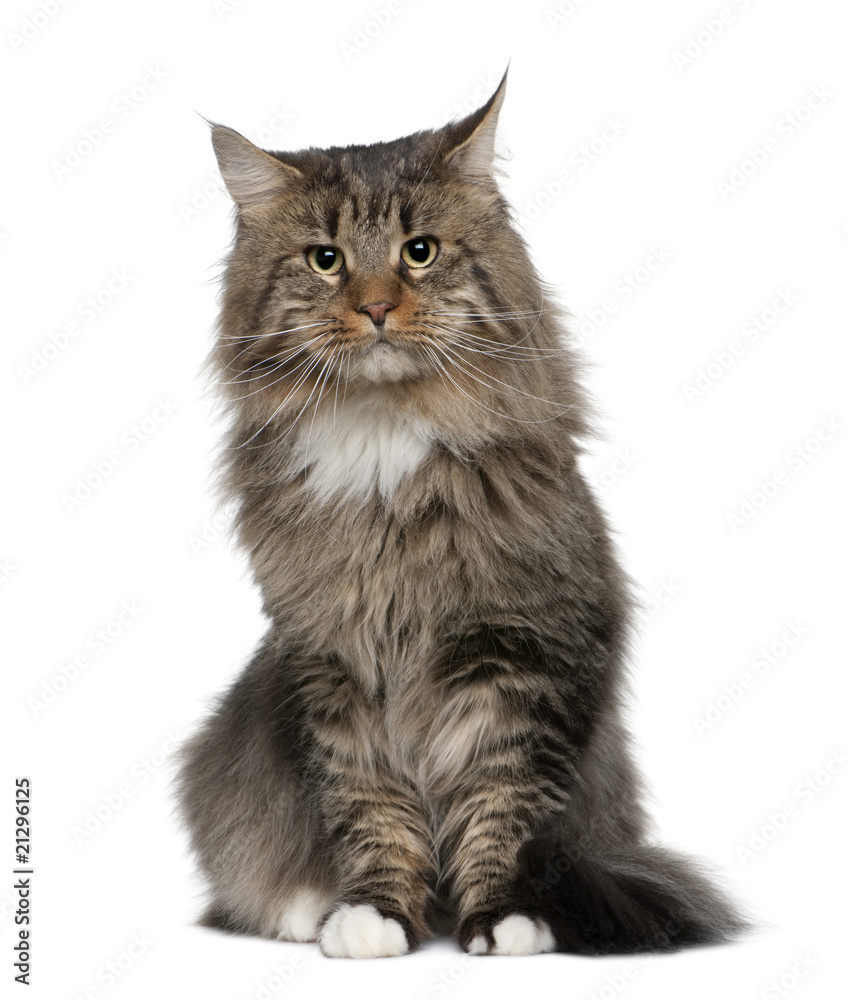Front view of Maine coon, sitting in front of white background