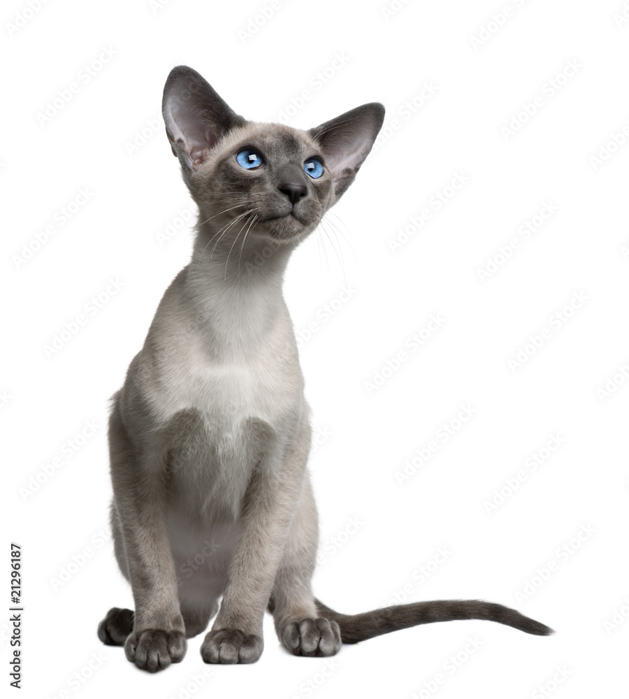 Front view of Siamese kitten, sitting against white background