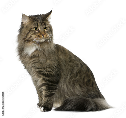 Fototapeta Naklejka Na Ścianę i Meble -  Side view of Maine coon, sitting and looking away