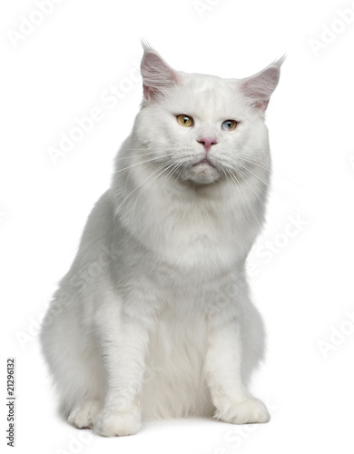 Front view of Maine coon, sitting in front of white background