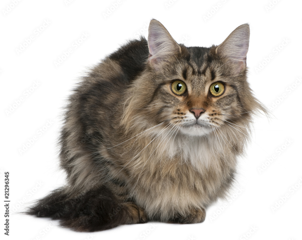 Front view of Maine coon, 1 year old, sitting