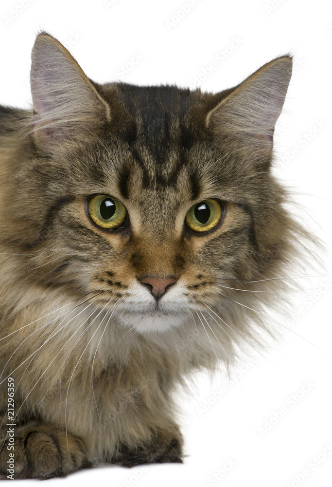 Close-up of Maine coon, looking at the camera