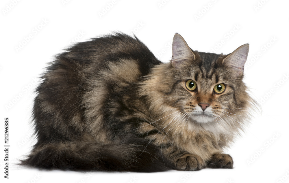 Side view of Maine coon, 1 year old, lying down