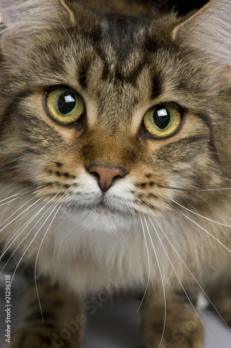 Close-up of Maine coon, 1 year old