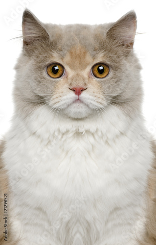 Close-up of British longhair cat, 8 months old