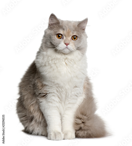 Front view of British longhair cat, 8 months old, sitting