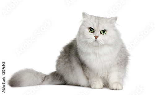 Front view of British longhair cat, 3 years old, sitting