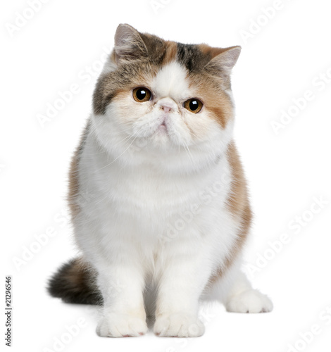 Front view of Exotic shorthair cat, 8 months old, sitting