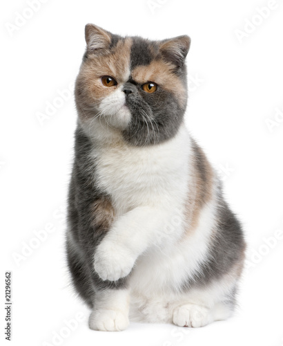 Принти на полотні Front view of Exotic shorthair cat, 8 months old, sitting