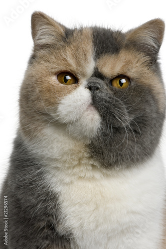 Fototapeta Naklejka Na Ścianę i Meble -  Close-up of Exotic shorthair cat, 8 months old