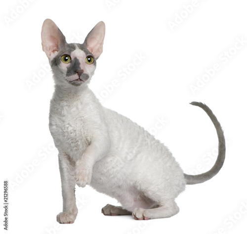 Side view of Cornish rex kitten, 4 months old, sitting