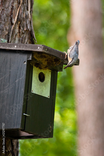 Kleiber, Eurasian Nuthatch