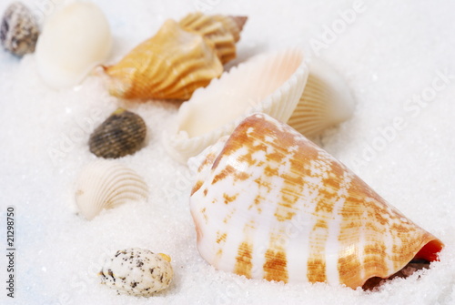 Seashells and white sand