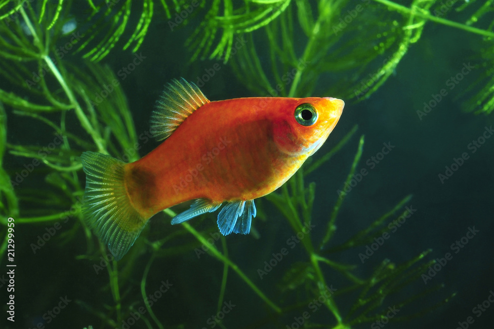 Poecilia in an aquarium with plants Kabomba Poecilia in an aquarium with plants Kabomba