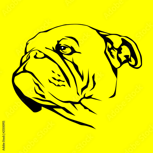 bulldog