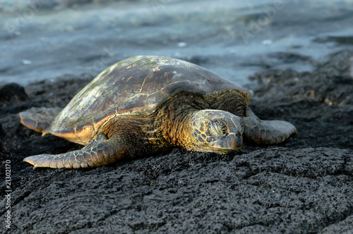 Dozing sea turtle