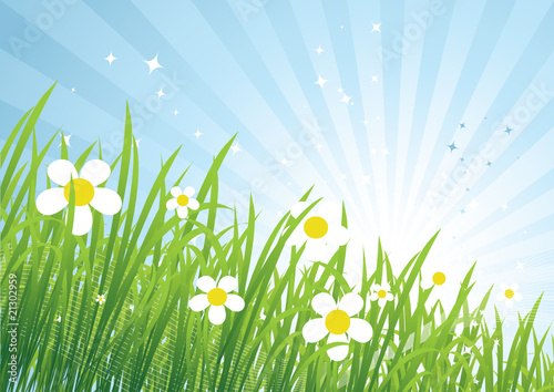 Spring meadow beautiful