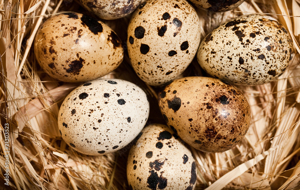 Eggs in the nest Eggs in the nest