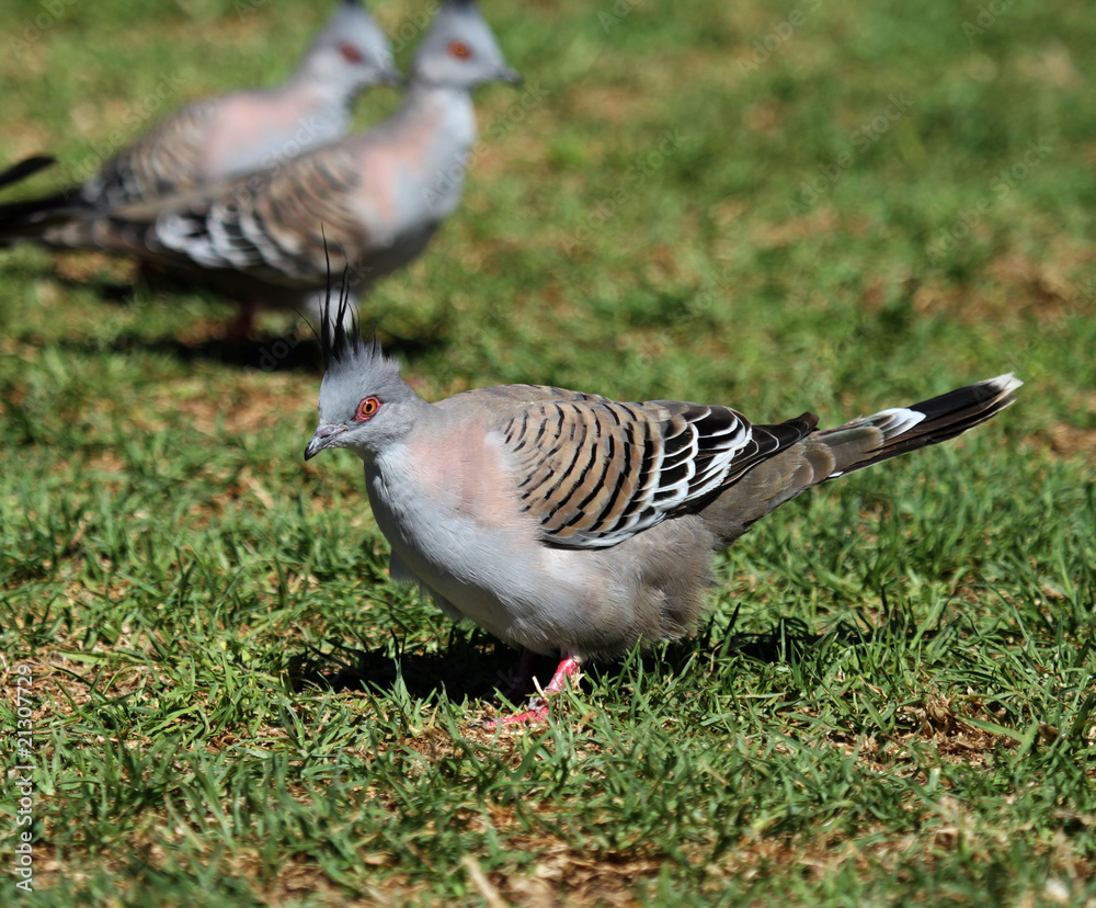 crested pigeon crested pigeon
