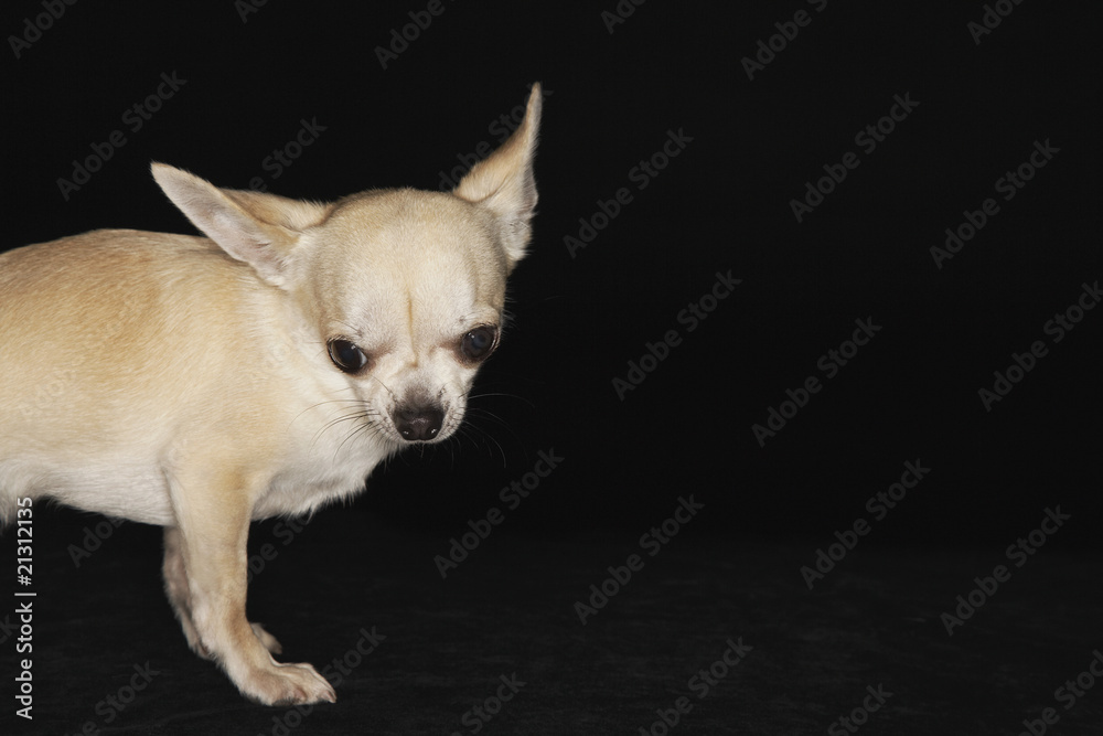 chihuahua standing looking down