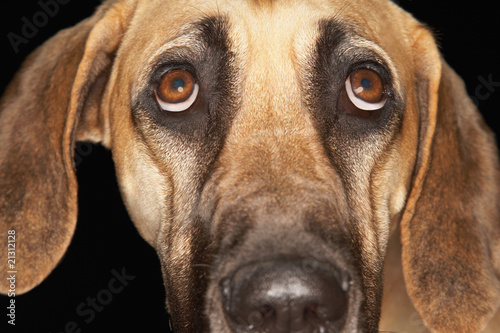 brazilian mastiff (fila brasileiro) close-up