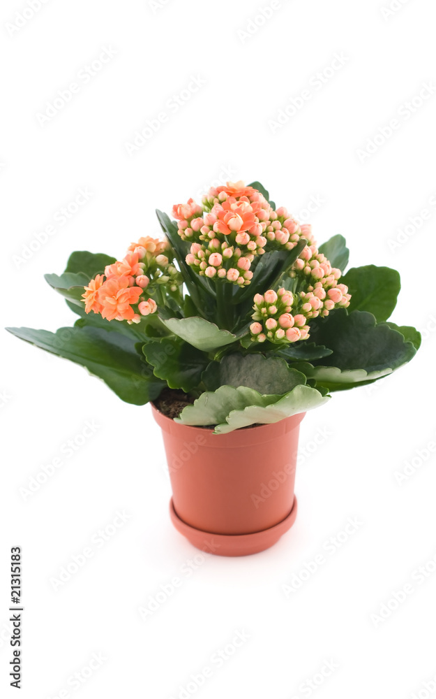 Kalanchoe with red flower in pot