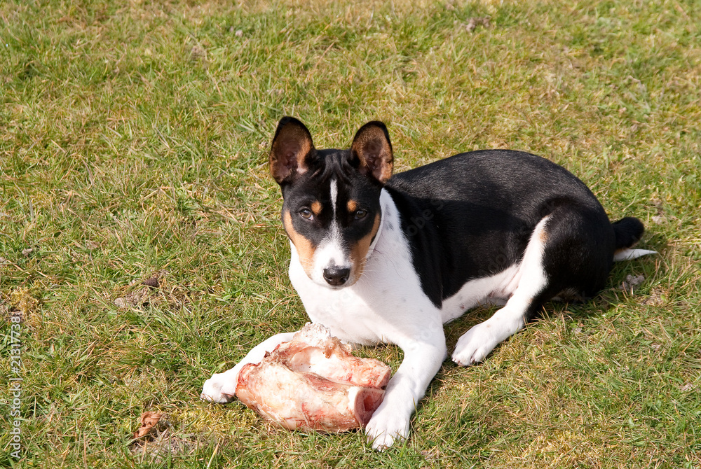 Tricolor Puppy guarding a bone