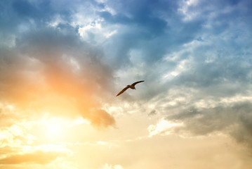 bird and dramatic clouds