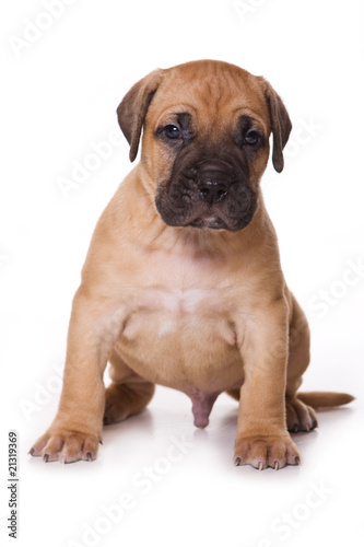 Dogo Canario puppy on white backround