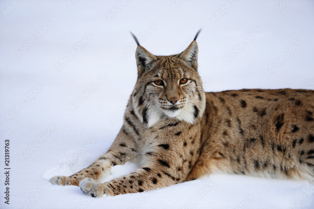 Obraz premium Luchs im Schnee