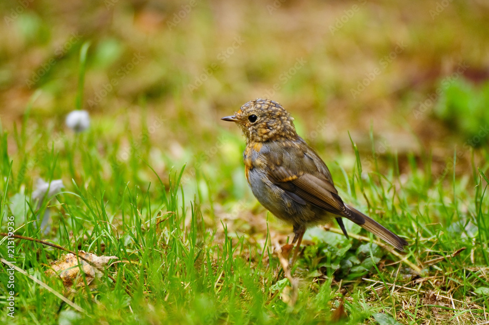 Fototapeta premium Rotkehlchen Jungvogel