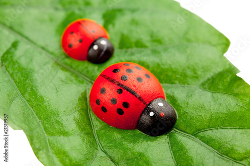 ladybugs on the leaf, family concept photo