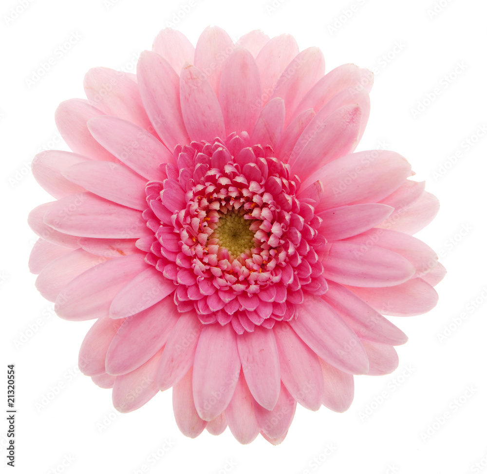 Gerbera rosa