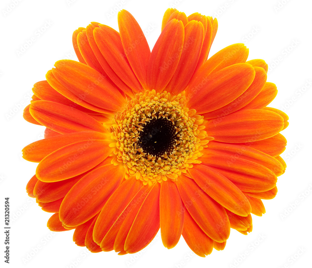 Gerbera orange Gerbera orange