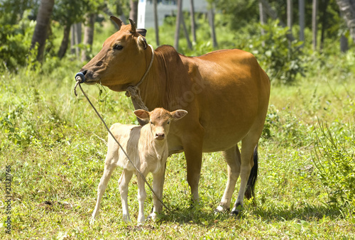 Calf with his mother in a tropical forest