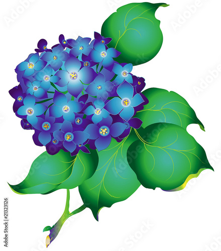 Hydrangea blue flower