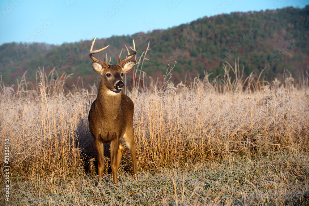 Whitetail buck standing in meadow in the fall Whitetail buck standing in meadow in the fall