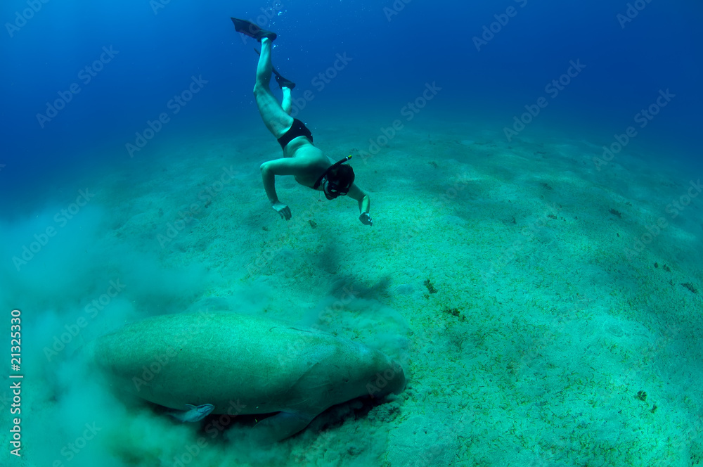 Obraz premium snorkeling man and manatee