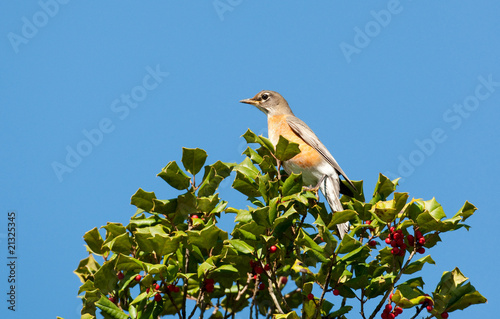 Robin in holly tree