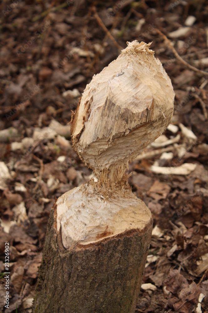 Fototapeta premium Tree downed by beaver