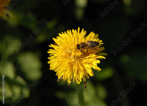 Working bee collecting pollen from a dandelion