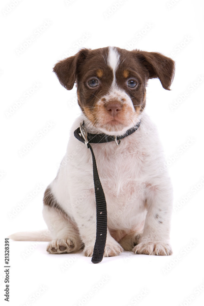 jack russel terrier puppy sitting