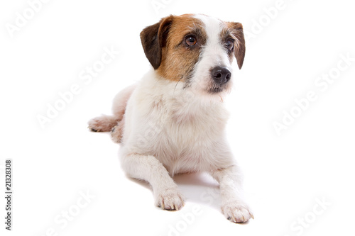 jack russel terrier dog  resting