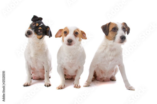 grou of three jack russel terrier