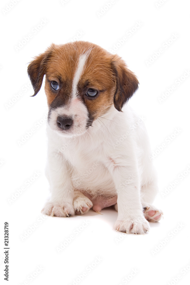jack russel terrier pup
