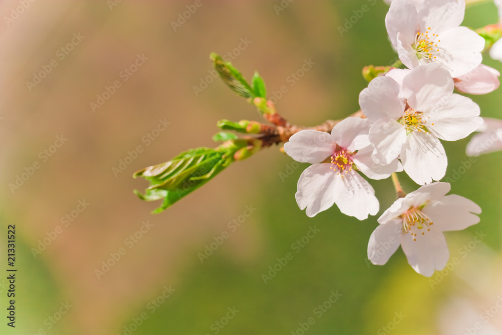 Obraz premium cherry blossom